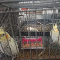 عروس هلندی|پرنده|شهریار, کهنز|دیوار