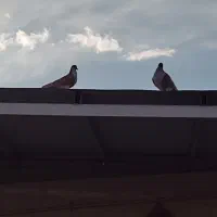 16عدد کفتر|پرنده|اردکان, |دیوار