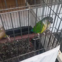 طوطی گرینچک بالغ