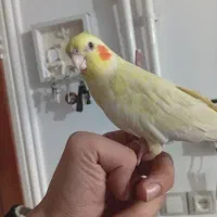 عروس هلندی|پرنده|رزن, |دیوار