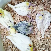 عروس هلندی سرلاکی نرم خور وغیره|پرنده|ارومیه, |دیوار