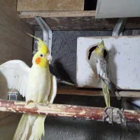 عروس هلندی|پرنده|ماهدشت, |دیوار