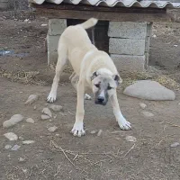 توله سگ سرابی اصیل 8ماهه