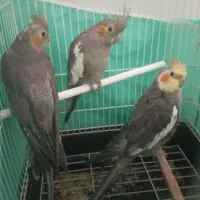 عروس هلندی مولد و جوجه