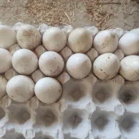 15 عدد تخم نطفه دار بوقلمون 1 میلیون