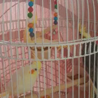 جوجه عروس هلندی به شرط حرف زدن|پرنده|گلپایگان, |دیوار