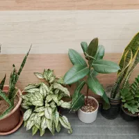 گل اپارتمانی|گل و گیاه طبیعی|نیشابور, شهید بهشتی|دیوار