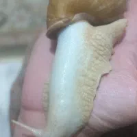 حلزون آرایشی|آرایشی، بهداشتی، درمانی|سنقر, |دیوار