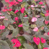 فروش گیاهان گلدار و آپارتمانی|گل و گیاه طبیعی|مشهد, شهرک صنعتی توس|دیوار