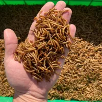 فروش لارو میلورم خشک (سرشار از پروتئین)