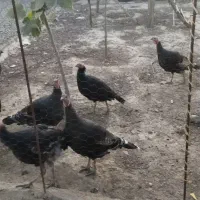 فروش بوقلمون