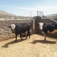 فروش دو راس گوساله نر