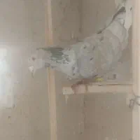 کبوتر