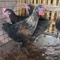 مرغ و خروس قربونی
