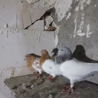 گوش