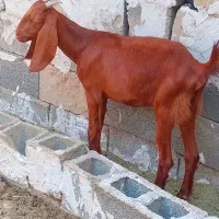 تیشتر دورگ پاکستانی داشتی
