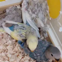 جوجه موجه هایه خوجل