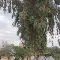 درخت