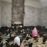 جوجه مرغ 40 روزه اردک|حیوانات مزرعه|قم, دورشهر|دیوار