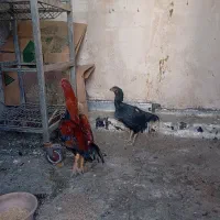 مرغ و خروس لاری