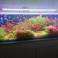 فروش گیاه آکواریوم