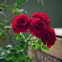 راهنمایی کار آنلاین میکنم