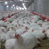 فروش مرغداری پلدختر،واشیان