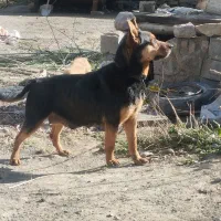 سگ  نگهبان