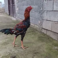 خروس لاری جوان