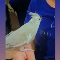 عروس هلندی دستی|پرنده|شیراز, تندگویان|دیوار
