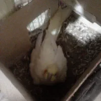 عروسی هلندی لیتینومولدهمراه تخم وجوجه|پرنده|زبرخان, |دیوار