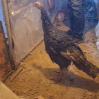 بوقلمون برنزه، پوبون|حیوانات مزرعه|شهریار, حصار ساتی|دیوار