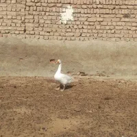 غاز|حیوانات مزرعه|نیشابور, رحیم آباد|دیوار