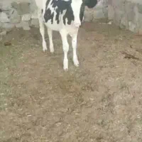گوساله