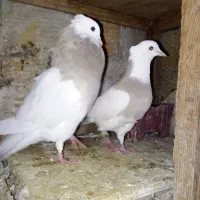 همه مهذ و سلامت|پرنده|فردیس, شهرک صنعتی سیمین دشت|دیوار