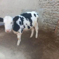 گاو گوساله|حیوانات مزرعه|آشخانه, |دیوار