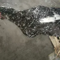 خروس ومرغ لاری|حیوانات مزرعه|قم, ولیعصر|دیوار