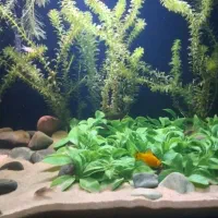 بچه ماهی مولی فروش کلی