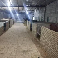 آموزش و پانسیون اسب|اسب و تجهیزات اسبسواری|پیشوا, |دیوار