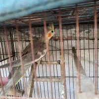 طوطی عروس نر مست