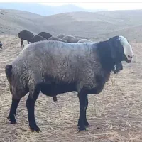 فروش گوسفند نـژاد شال|حیوانات مزرعه|مهریز, |دیوار