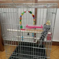 عروس هلندی|پرنده|محمدشهر, کوی بهار|دیوار