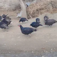 بوقلمون نر وماده