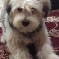 فروشی شیتزو|سگ|آباده, |دیوار