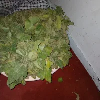 نشا بادمجان