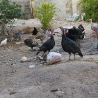 بوقلمون|حیوانات مزرعه|آبپخش, |دیوار