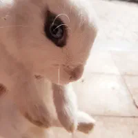 فروش خرگوش بالغ نر