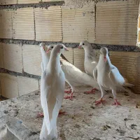 باسلام|پرنده|گلستان (تهران), |دیوار