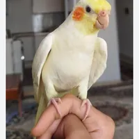 گم شدن پرنده