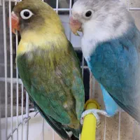 کتوله جوجه tootiبالغ  مولد100|پرنده|تهران, بازار|دیوار